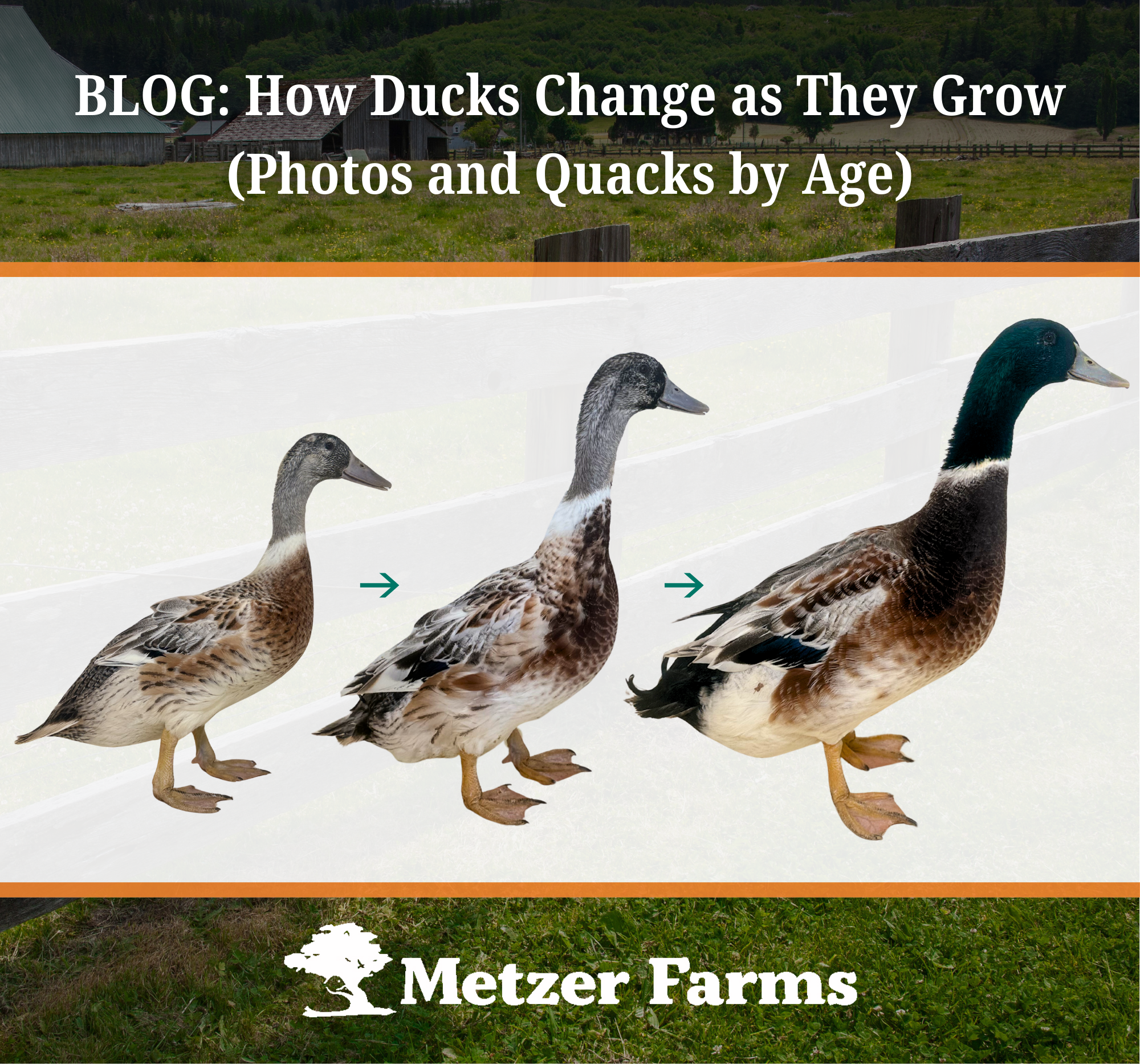 How Ducks Change as They Grow (Photos and Quacks by Age)